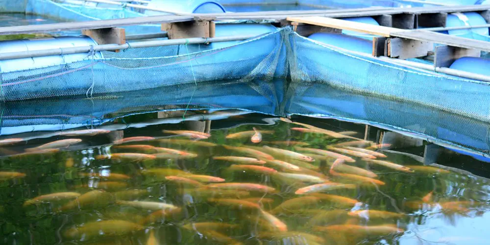 The Minister Got It Right – Time To Pack Up and Move On Fish Farmers