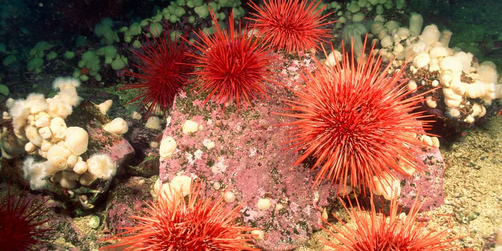 Sea Urchins in Shallow Waters Present a Prickly Problem