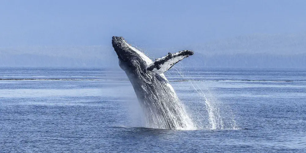 New Marine Protected Areas Are A Win-Win