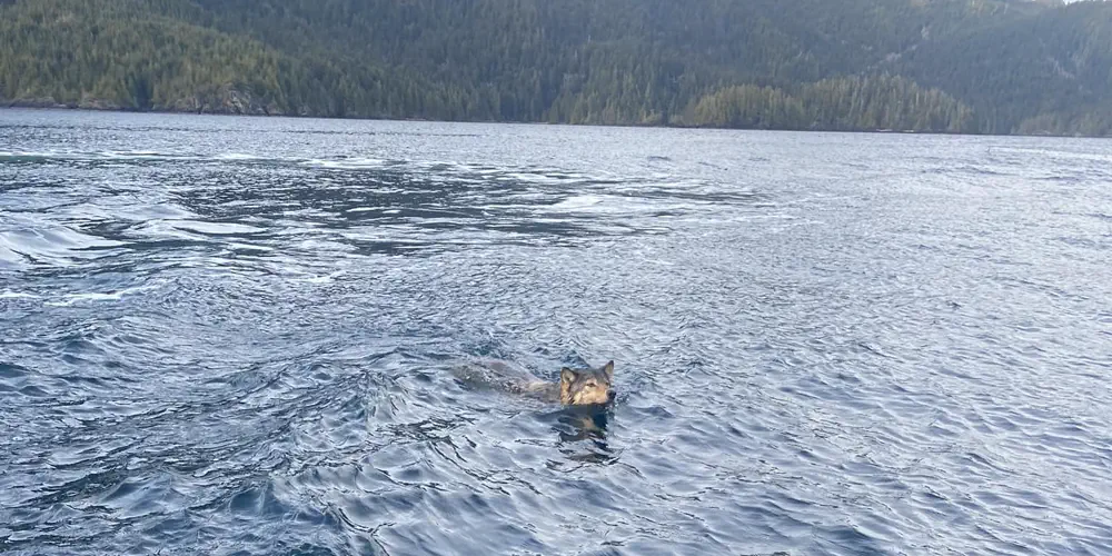 What We Love: Lone Wolf Out For A Swim