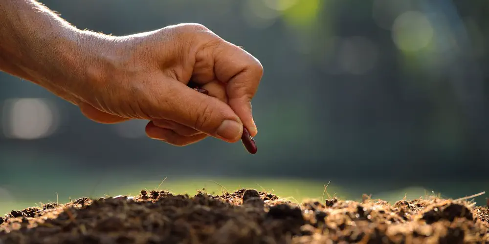 Grow Your Own: Port Hardy Library Launches New Seed Sharing Project