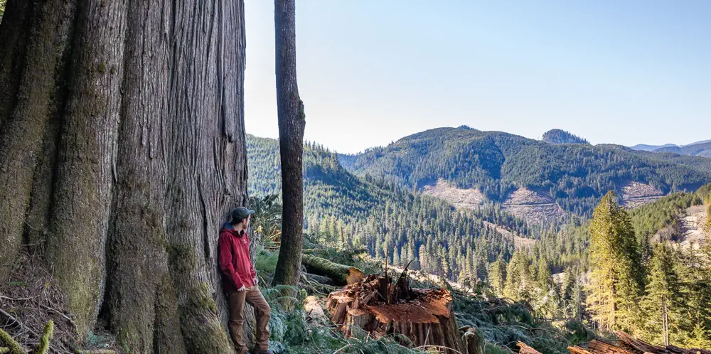 Kwakiutl Standing Against "Secret" Forestry Deal To Log Old Growth