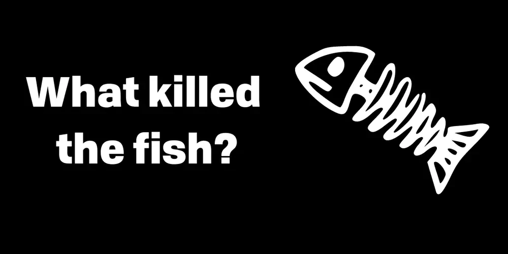 2,000 Fish Die After Creek Contamination