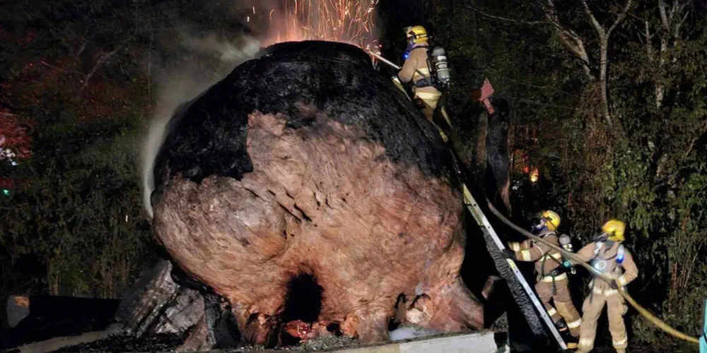 The Burning of The World's Biggest Burl