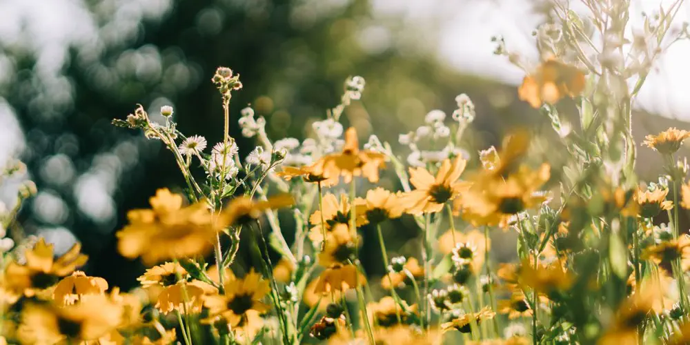 April Showers Bring Mays Flowers