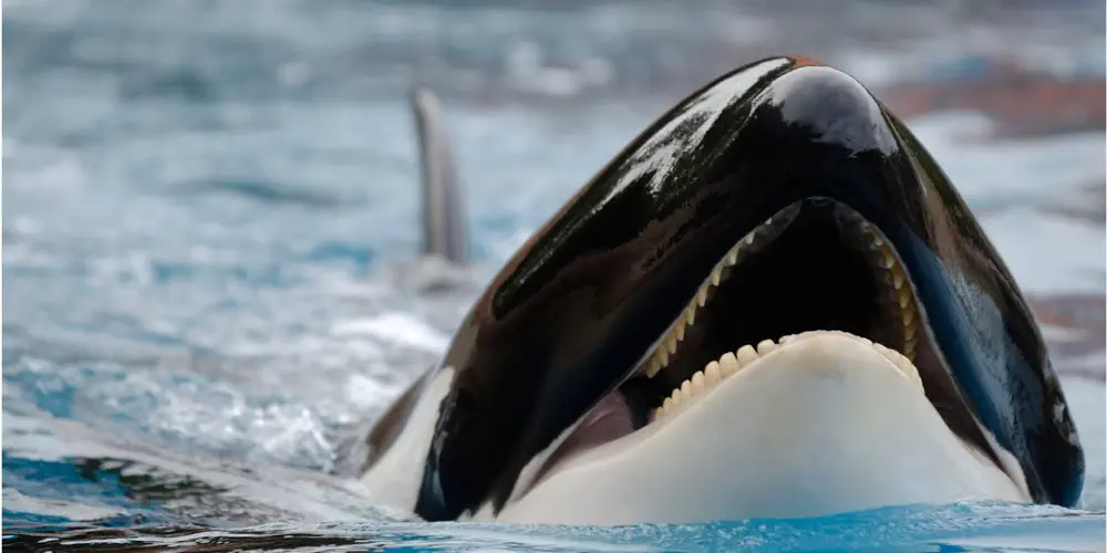 Orcas May Hate The Rich Too