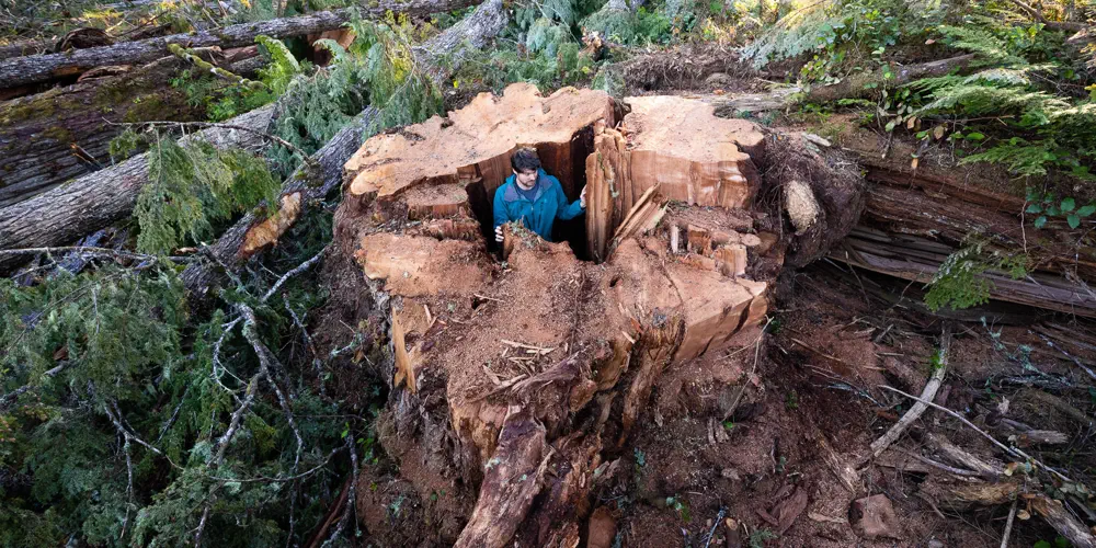 Tree Ring Circus: BC's Logging Blunder Leaves Giant Cedars Flattened