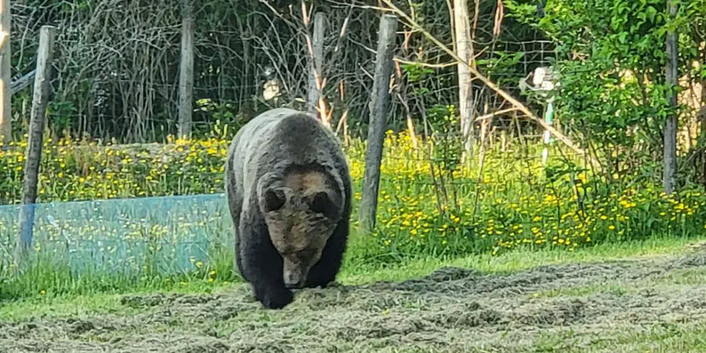 Bear-y Unusual: Island Mom Discovers Unwanted Guest