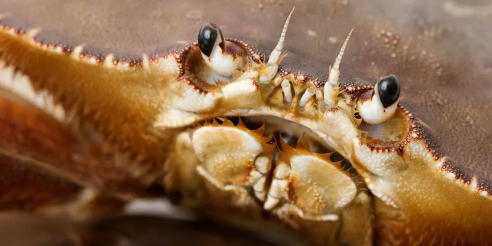 From Cauliflower to Grapefruit: The Silent Threat Beneath the Waves