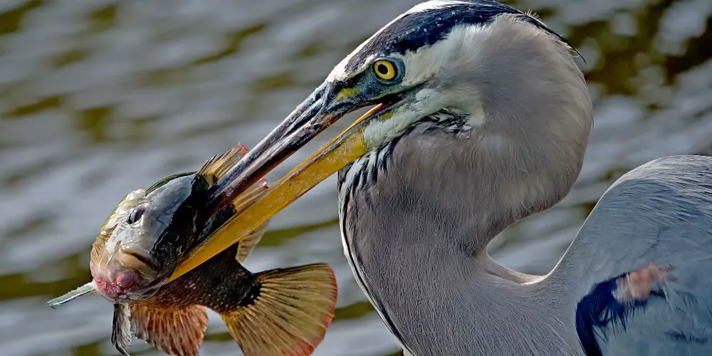 Music or Mayhem? The Sounds of Great Blue Herons