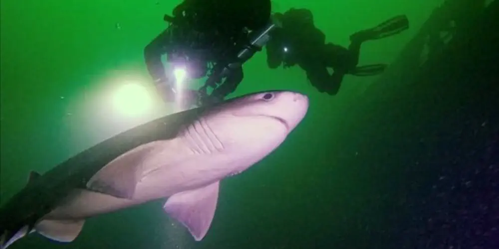 Deep Water Shark Roams Alberni Inlet