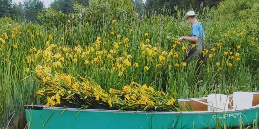 Comox Unites for Lazo Marsh Revival: Can They Save It?