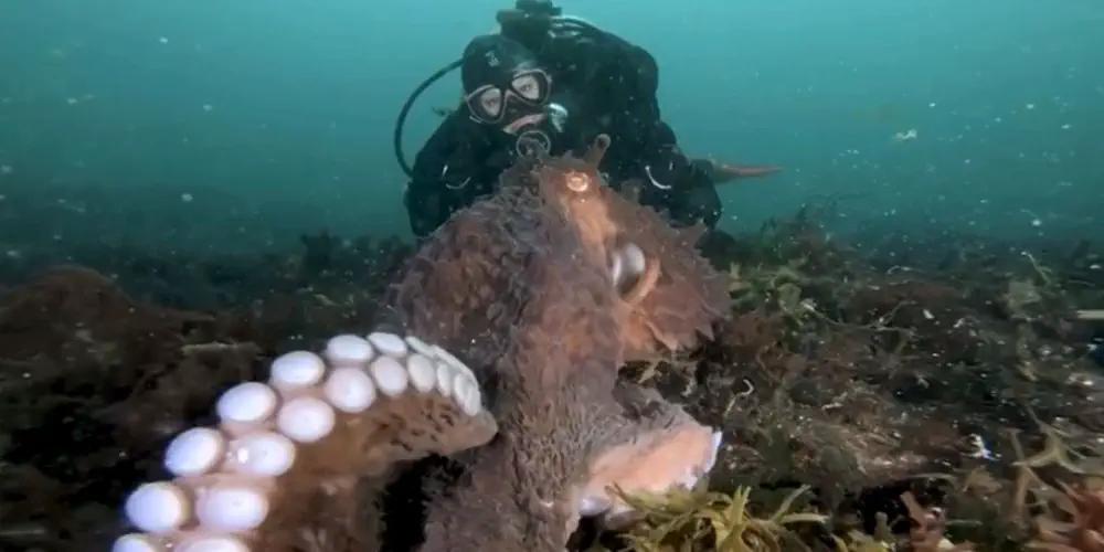 Explorers Uncover Only Fourth Octopus Nursery in the World