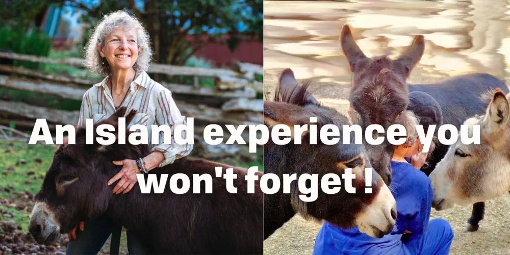 Hee-Haw Healing: Donkey Therapy On Denman Island