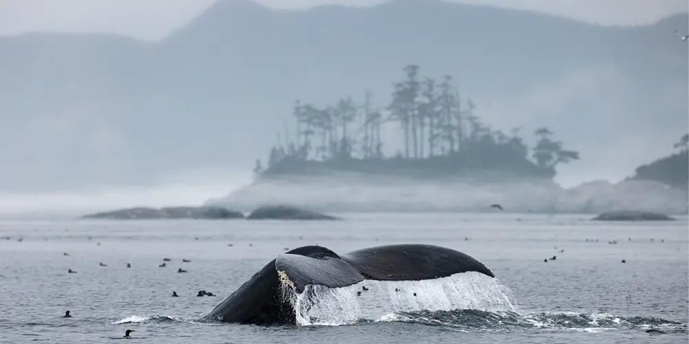 What We Love: Humpback Whales On A Misty Morning