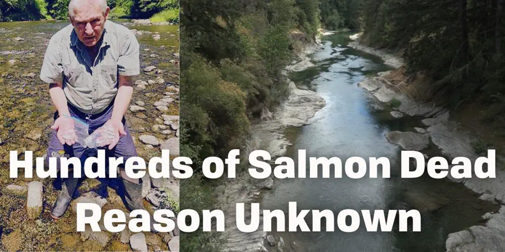 Mysterious Salmon and Trout Die-Off In Cowichan River Shocks Locals