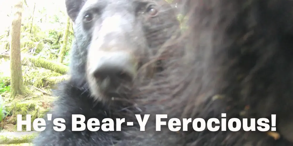 What We Love: Close-Ups Of Curious Bears