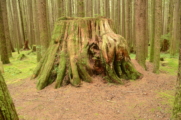 old moss-covered tree stump in young tree stand