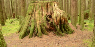 old moss-covered tree stump in young tree stand