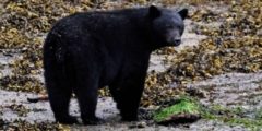 Black bear on rocks