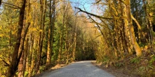 Gravel trail through the woods