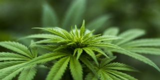 Shallow focus photography of cannabis plant