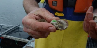 Young oyster held up to camera