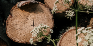 Green plant on brown wooden log