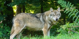 Brown wolf standing on green grass