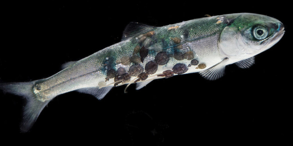 A juvenile salmon covered in sea lice.