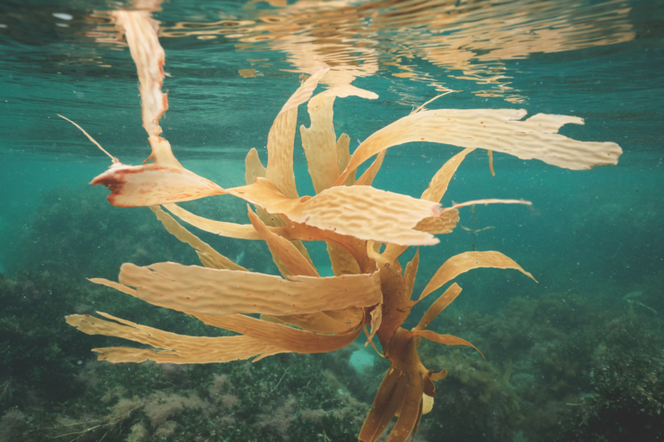 Seaweed growing on bottom of sea