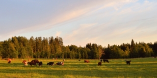 Herd of cattle on the field