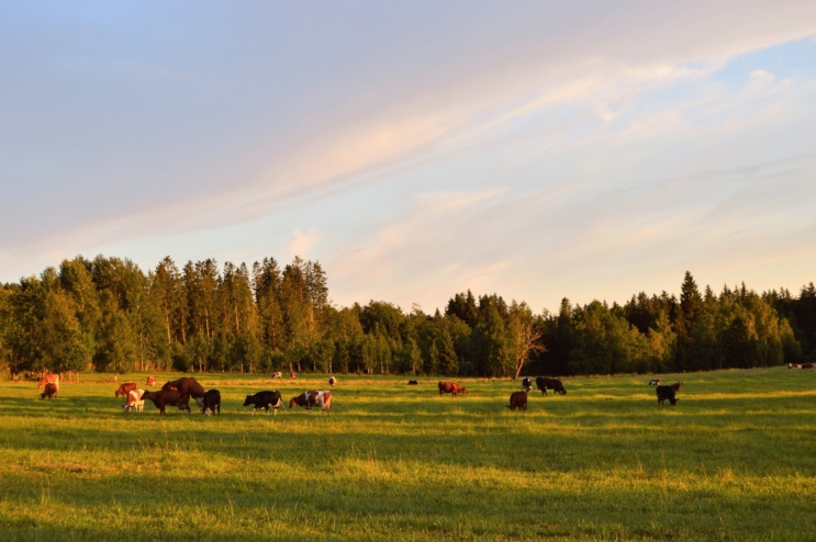 Herd of cattle on the field