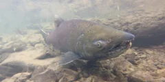 A Chinook Salmon swims upstream.