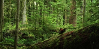 Green, lush old growth forest with lots of small trees between the big ones.