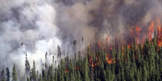 Greens spruce trees burn on a slope with billowing grey smoke in the background.