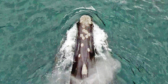 An aerial shot of a North Pacific right whale swimming in teal water.