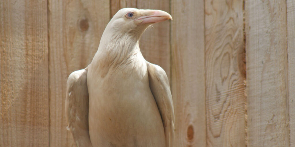 North Island Wildlife Recovery Centre Nurse Rare White Raven Back to Health | NorthIsle.News