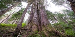 Big trees near Port Renfrew