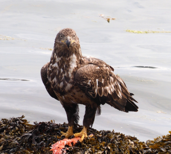 An eaglet stands on seaweed over the fish it is eating. It is staring into the camera.