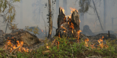 A stump burns in a forest.