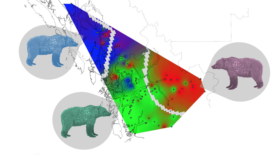 A map of bear families overlapped onto Indigenous language families