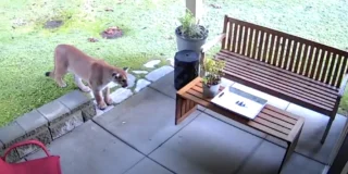 The camera looks down on a cougar standing on a covered back patio of someone's house.