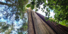 A view from the forest floor up to the sky up the trunk of a very tall tree.