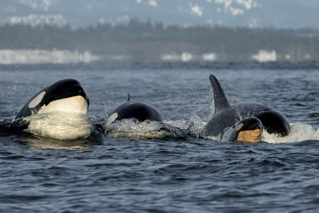 Three adult whales swim toward the camera with a calf.