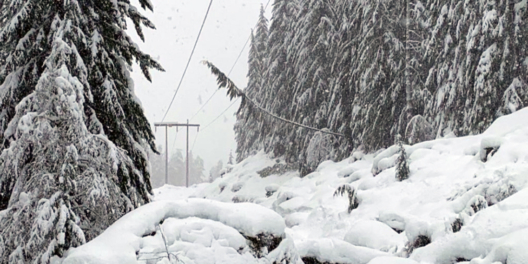 Heavy snow weighs down trees over top of a hydro line.