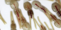 A closeup of sea lice on a white background.