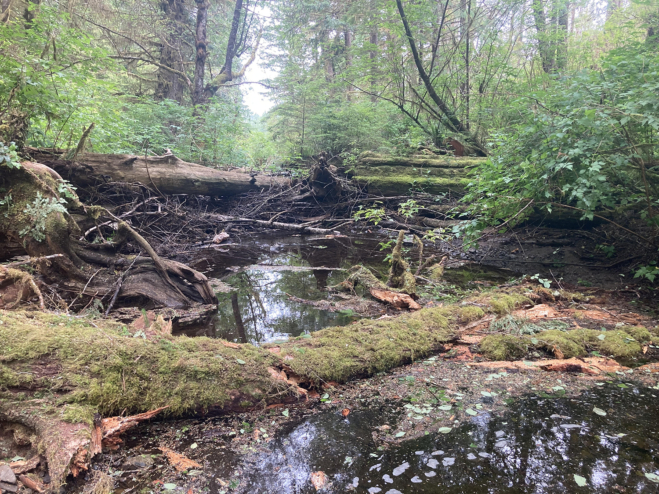 A view of a creek full of torn debris and murky water.