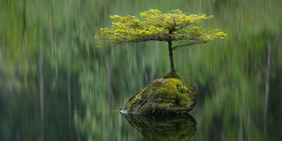 A picture of the tiny tree growing out of a rock in the middle of Fairy Lake.