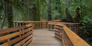 Wood boardwalk among many big trees at Cathedral Grove